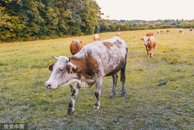 母牛不孕不育偏方，母牛屡配不孕怎么办？母牛不孕不育有几种？