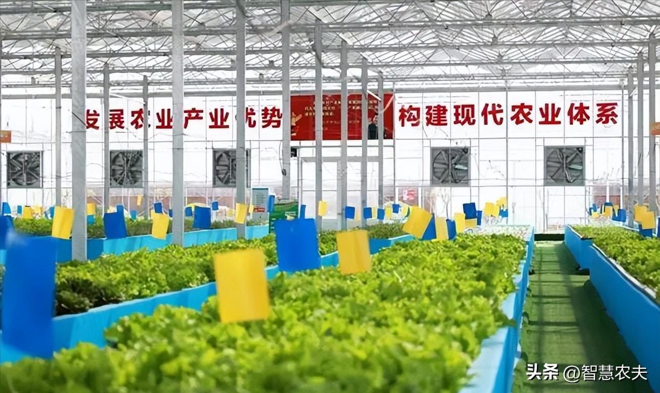 种菜不施肥养鱼不换水鱼菜共生,永不换水的阳台鱼菜共生系统