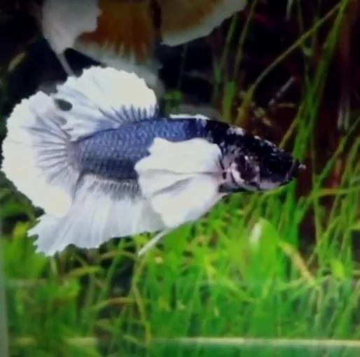 斗鱼身体弯曲是什么原因，怎么办