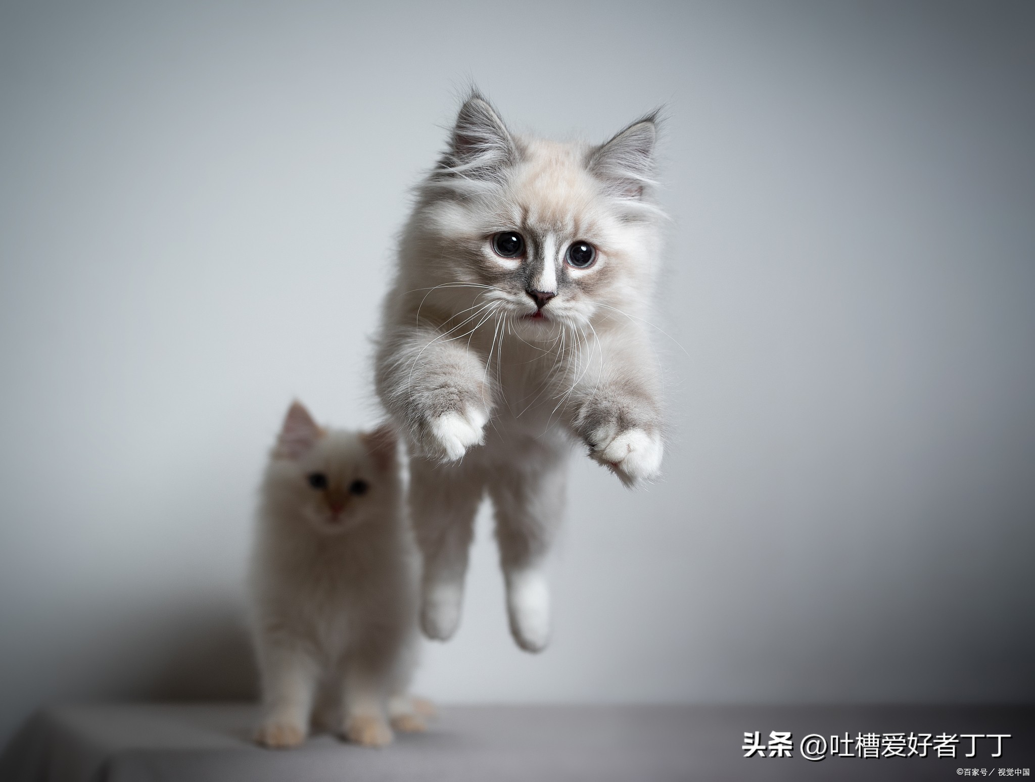 猫猫打完第二针疫苗连续呕吐,猫猫打了疫苗后精神不好