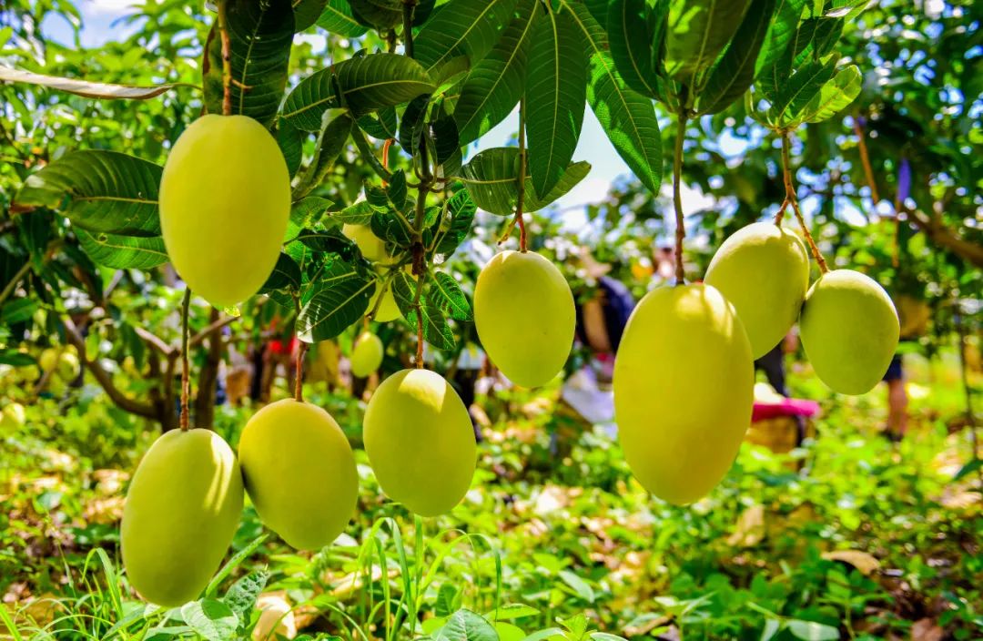四川最适合冬季去的地方,四川最适合冬天去的地方