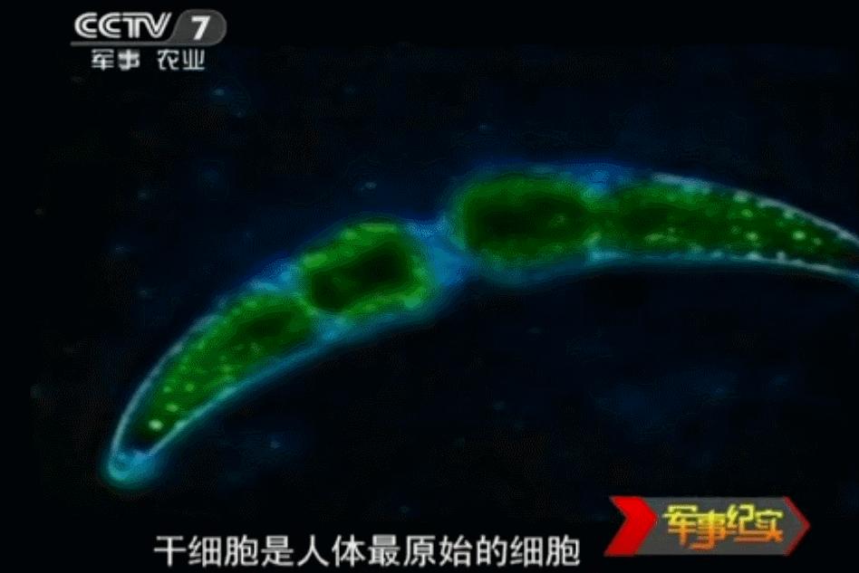 小脑共济失调干细胞治疗有效果吗,cctv13国际干细胞