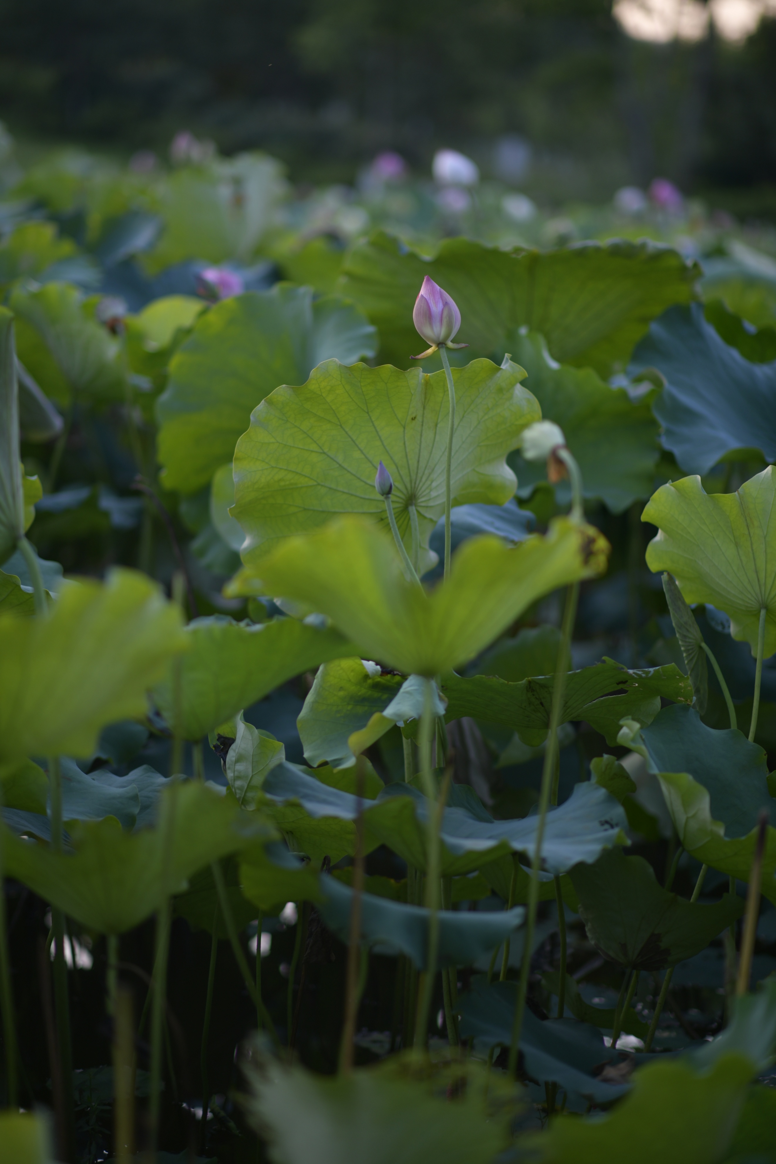 重庆市赏花胜地游玩线路,重庆渝北周边赏花地点推荐