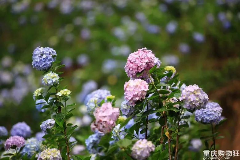 小长假旅游景点大全,夏季周边旅游美食之旅