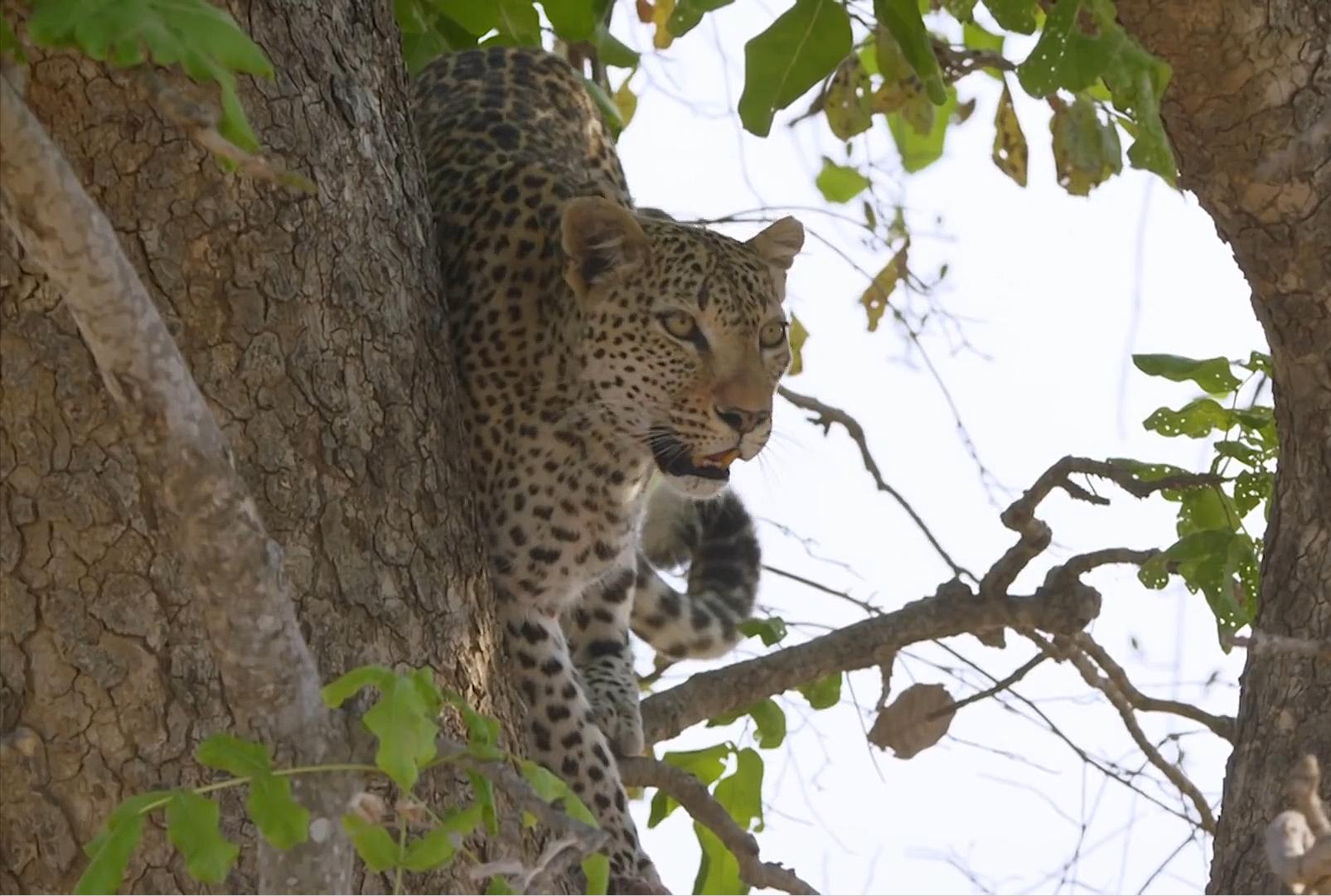 猎豹不是豹子吗,猎豹不是豹