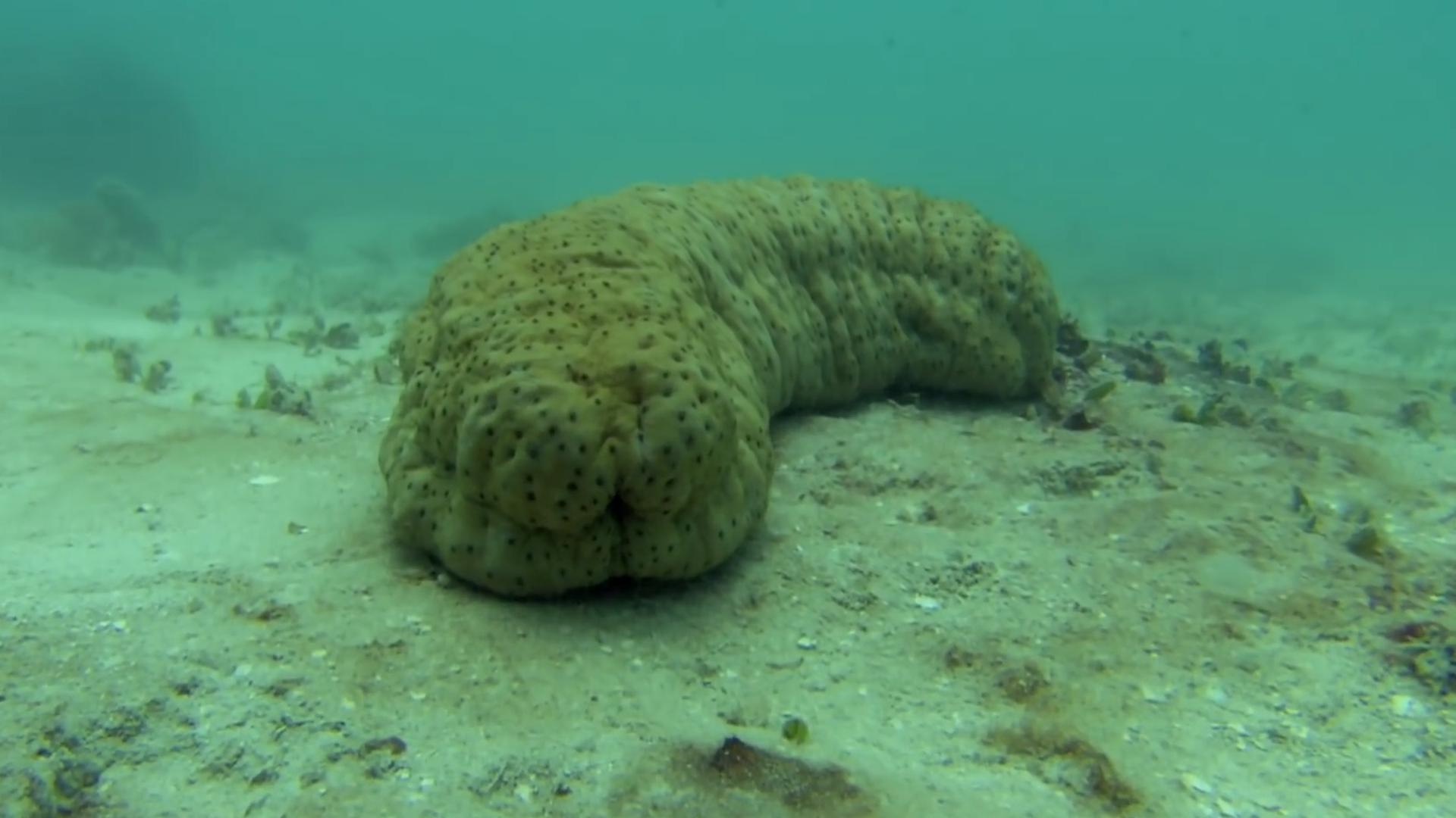 隐鱼和海参是什么关系,隐鱼和海参真实影像