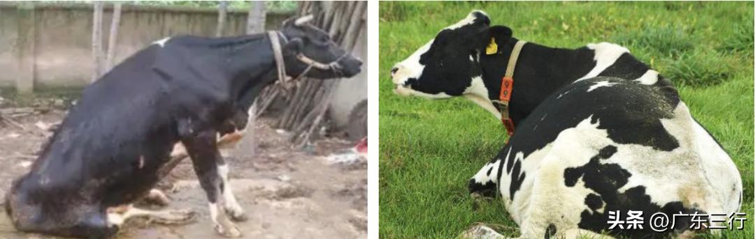 奶牛生产瘫痪怎么治,奶牛养殖易得什么病