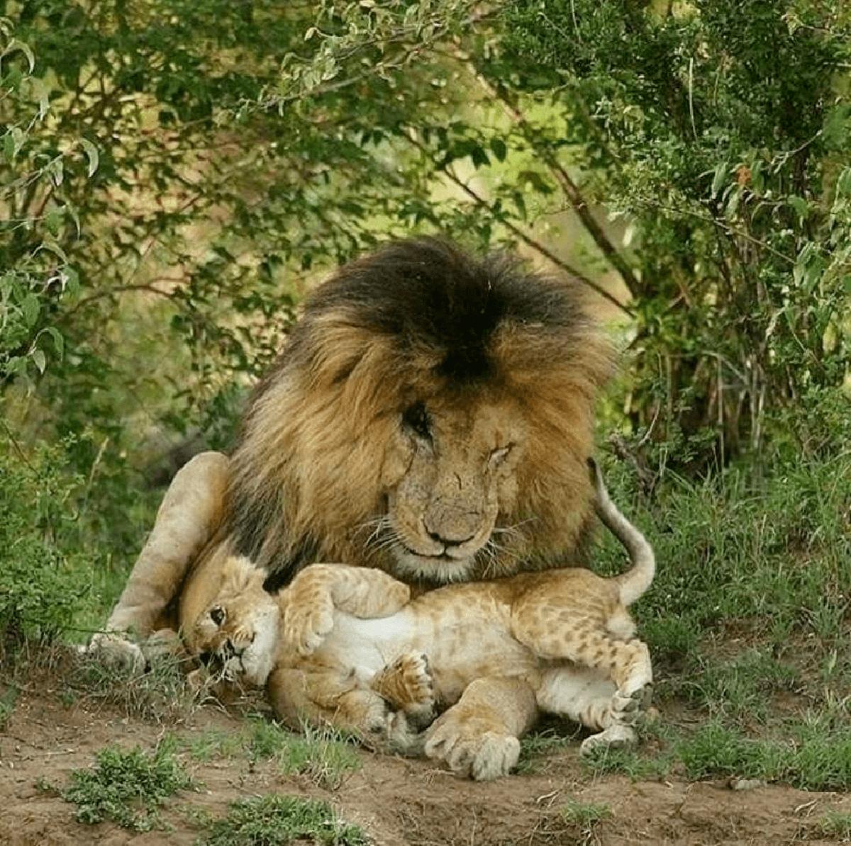 狮王刀疤被谁击败,狮王刀疤狮群称王达9年