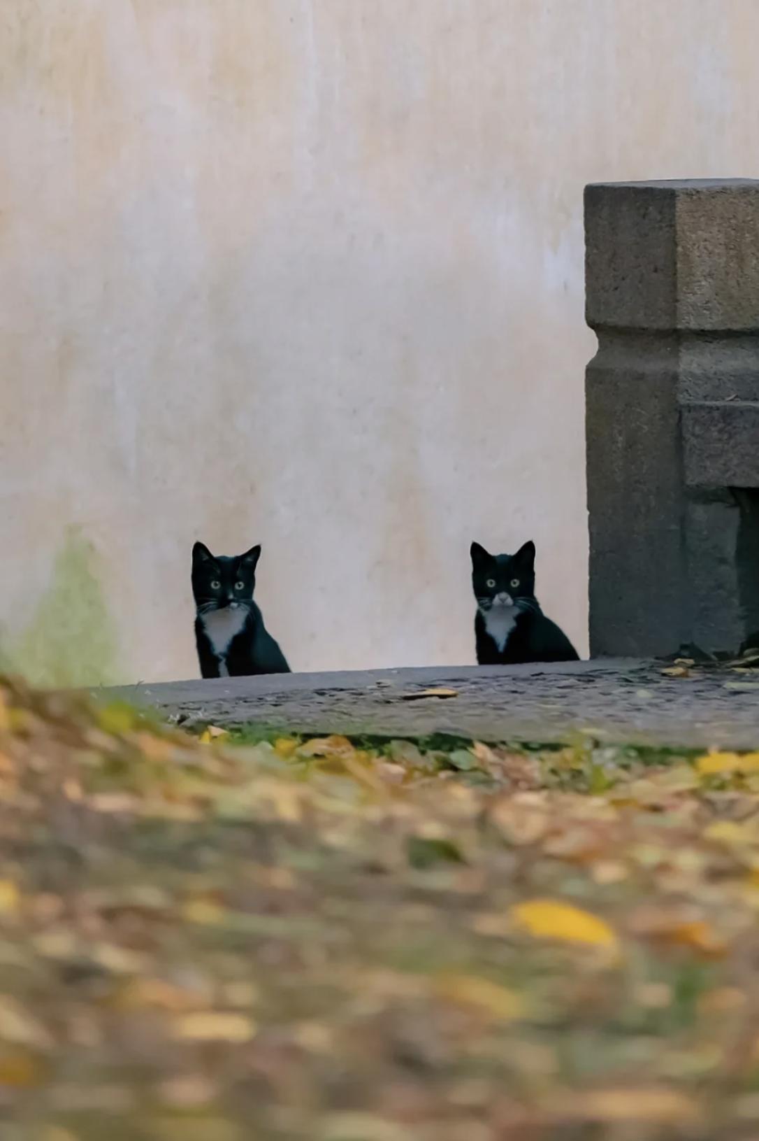 治愈系壁纸｜132张可爱小猫咪的样子