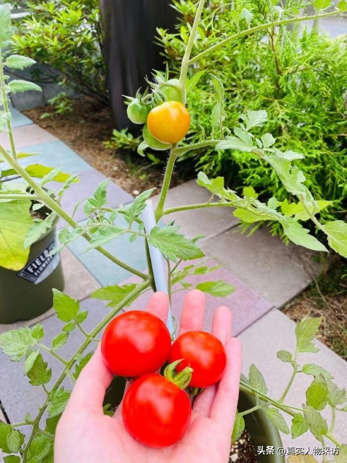 日本女人在家庭的真实地位,日本女性地位很低真实情况