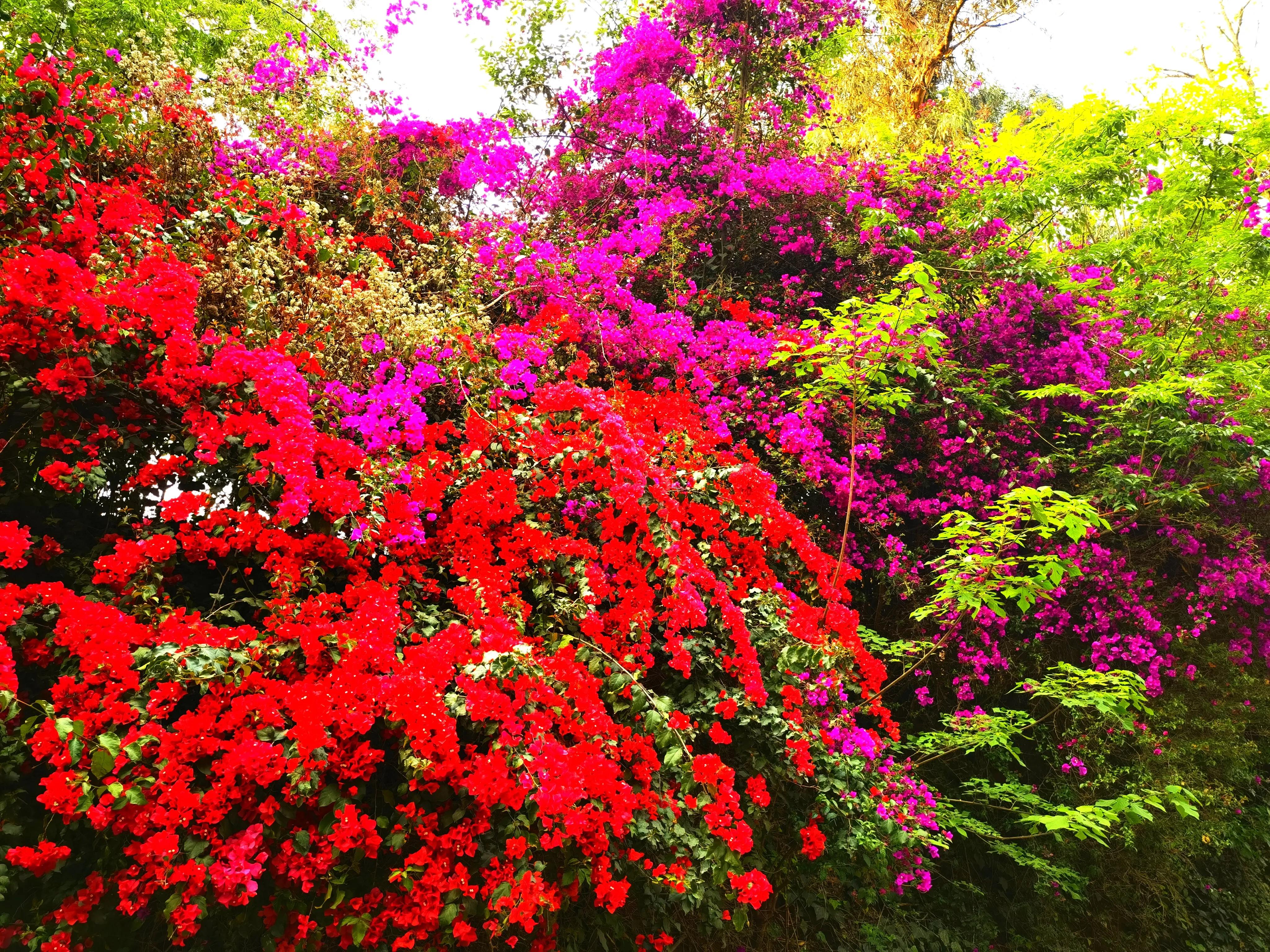 春城无处不飞花的昆明,四季如春的春城无处不飞花