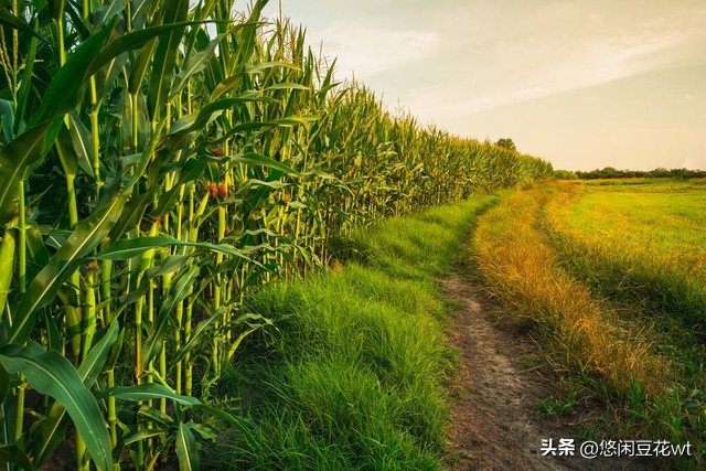 思念是一把刀,思念是一种病