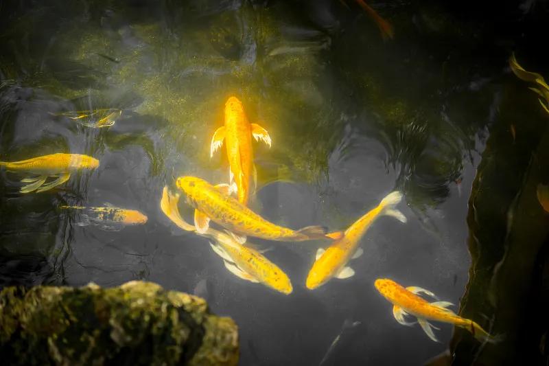 最好养的观赏鱼冷水鱼有哪些中型,冷水鱼有哪些观赏鱼比较好看