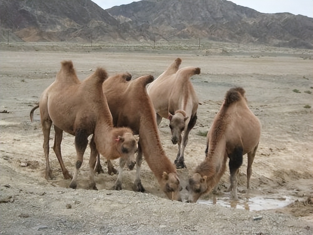 野公驼和家母驼要搞跨属恋爱，牧主却棒打鸳鸯，究竟为什么？