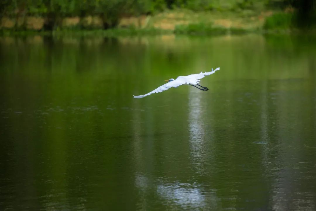 深圳凤凰山有条绿道叫什么,深圳凤凰山绿道旅游攻略