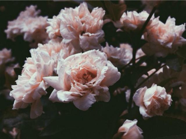 天秤座对不喜欢的人都懒得搭理,天秤座不想搭理你的表现