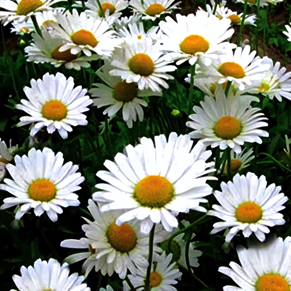 常觅春归不知处花田此地得逢君：栖云田园小镇·花间集