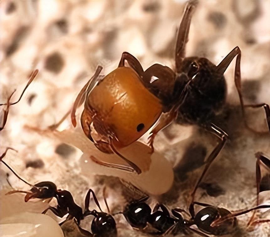 金陵海关查获378只活体野蛮收获蚁,海关截获蚂蚁收获蚁