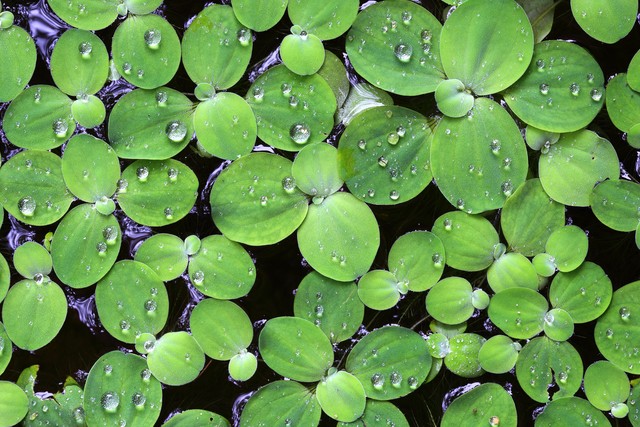 辛凉解表药记忆口诀视频,辛凉解表药讲解视频教学