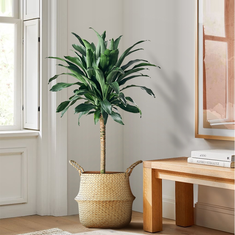 治愈系盆栽绿植推荐,室内小型绿植花卉推荐品种