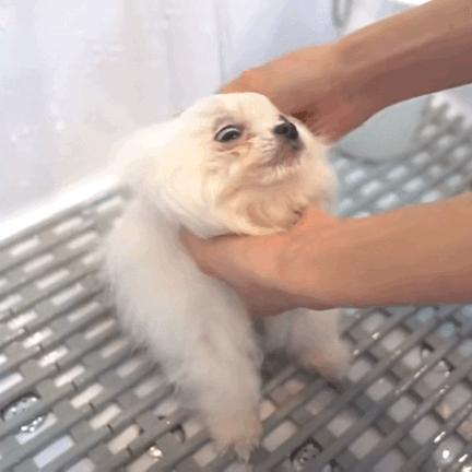 博美有泪痕处理方法,博美有泪痕怎么除掉