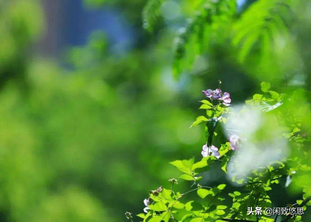 散文五月的校园怎么写,五月的私语散文