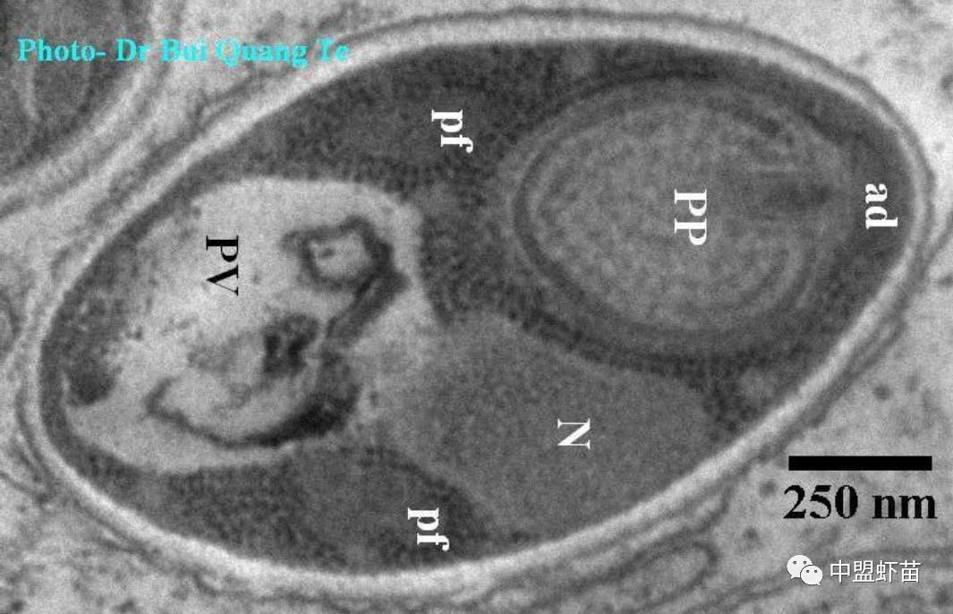 微孢子虫亚门,水产养殖微孢子虫