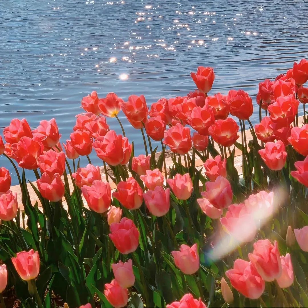 背景图ins风鲜花,ins复古黑色鲜花壁纸