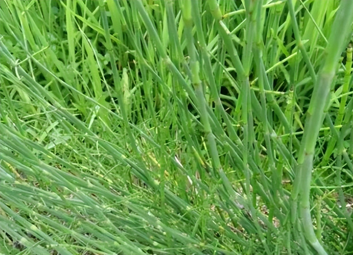 节节草能长期泡水喝吗有什么功效,老人用节节草泡脚的功效