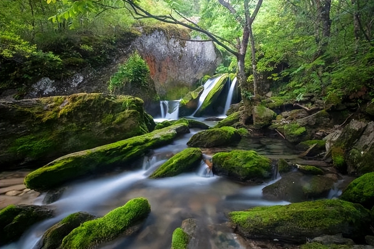 湖北著名的红茶,湖北名红茶
