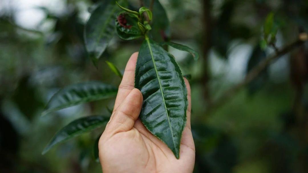 内含物质高达52％的茶种，竟然在云南？|2023茶山播报06