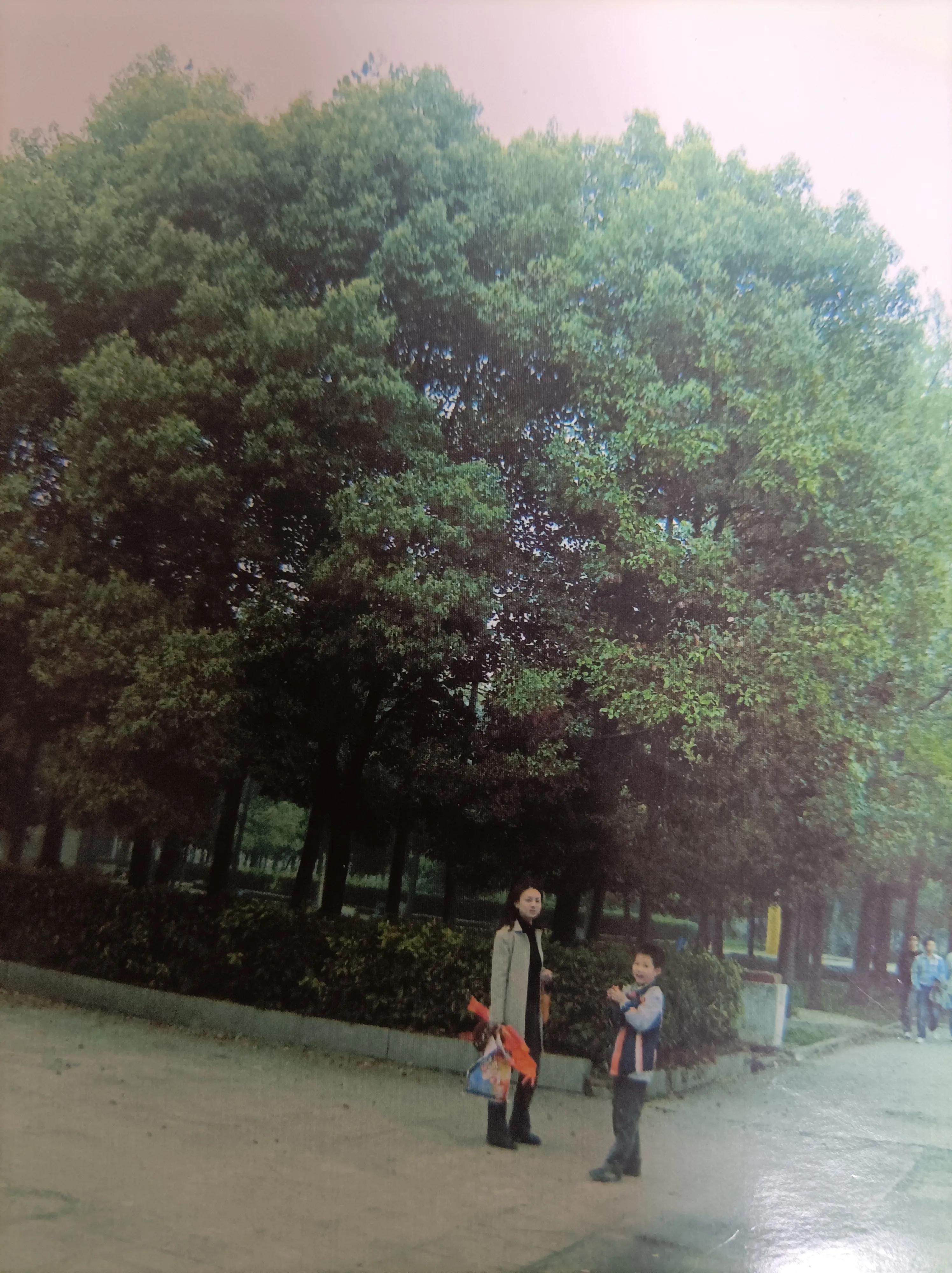 聆听花开的声音意思,聆听花开的声音晚会