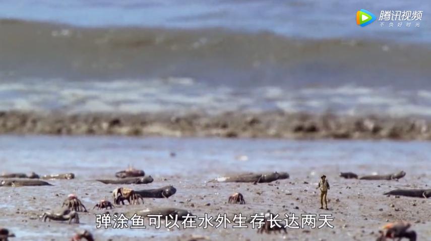 bbc少儿科普纪录片从哪里看,bbc儿童科普片推荐