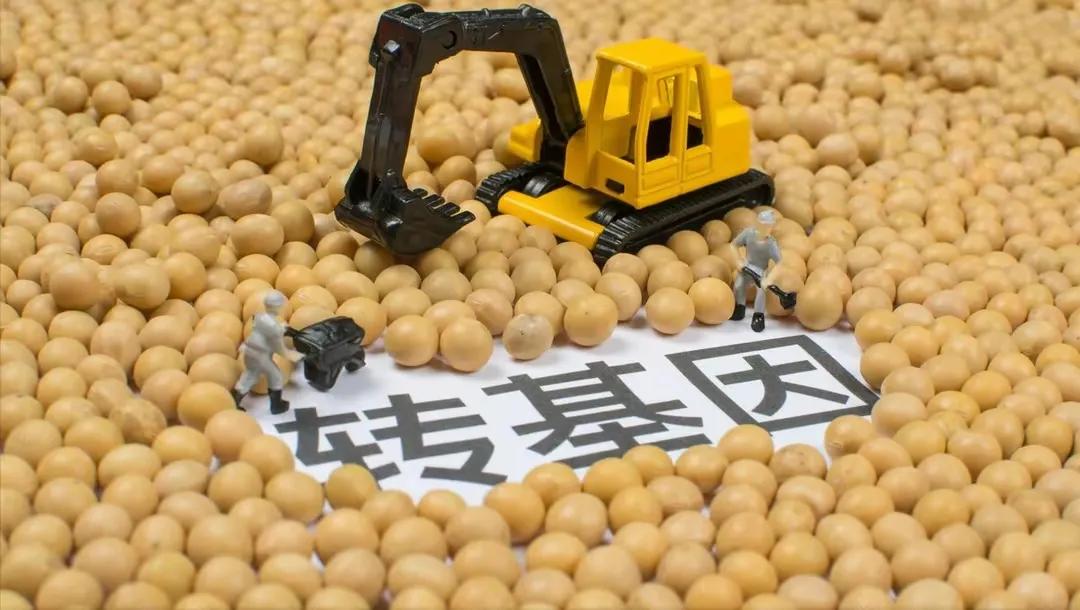 欧盟允许转基因大豆进口吗,美国进口的是转基因大豆吗