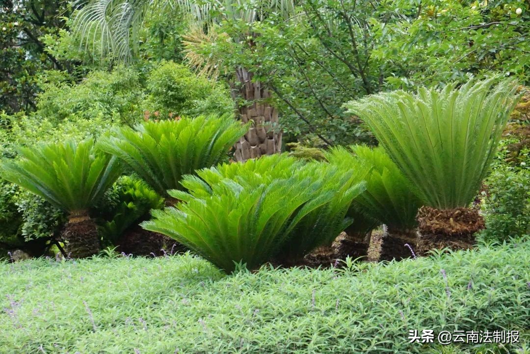 私挖买卖野生苏铁两人获刑