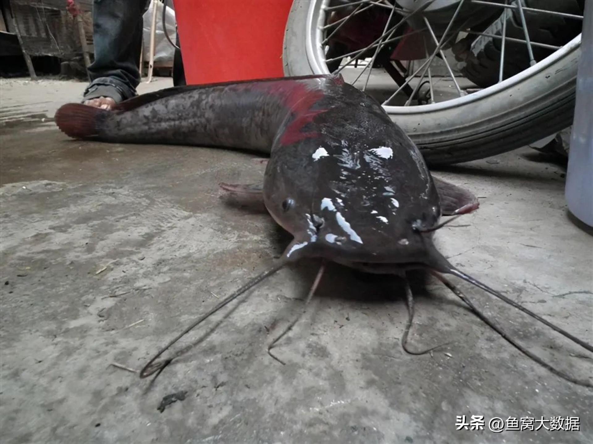 革胡子鲶销声匿迹,革胡子鲶性成熟几年