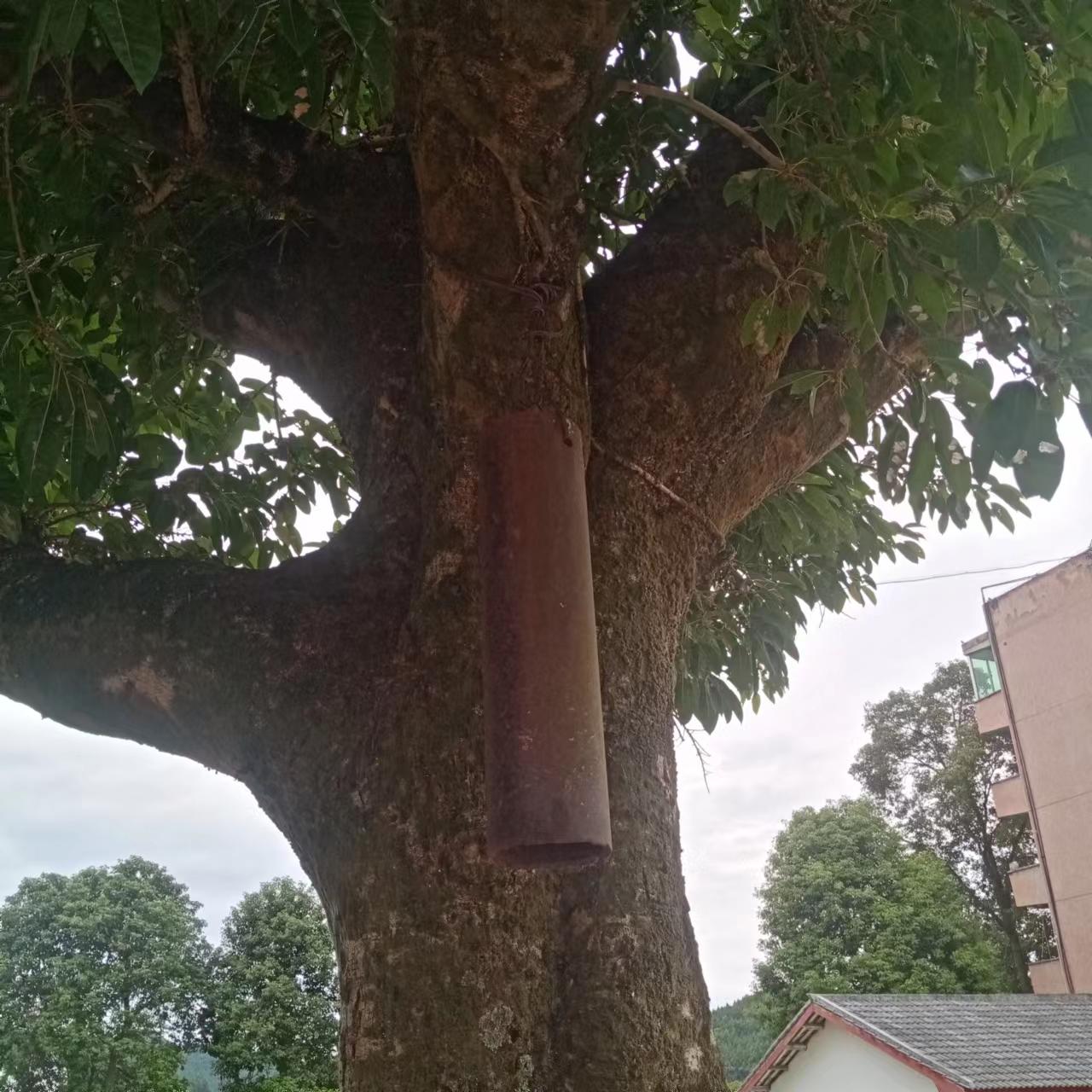 捕捉诗意,捕捉诗词