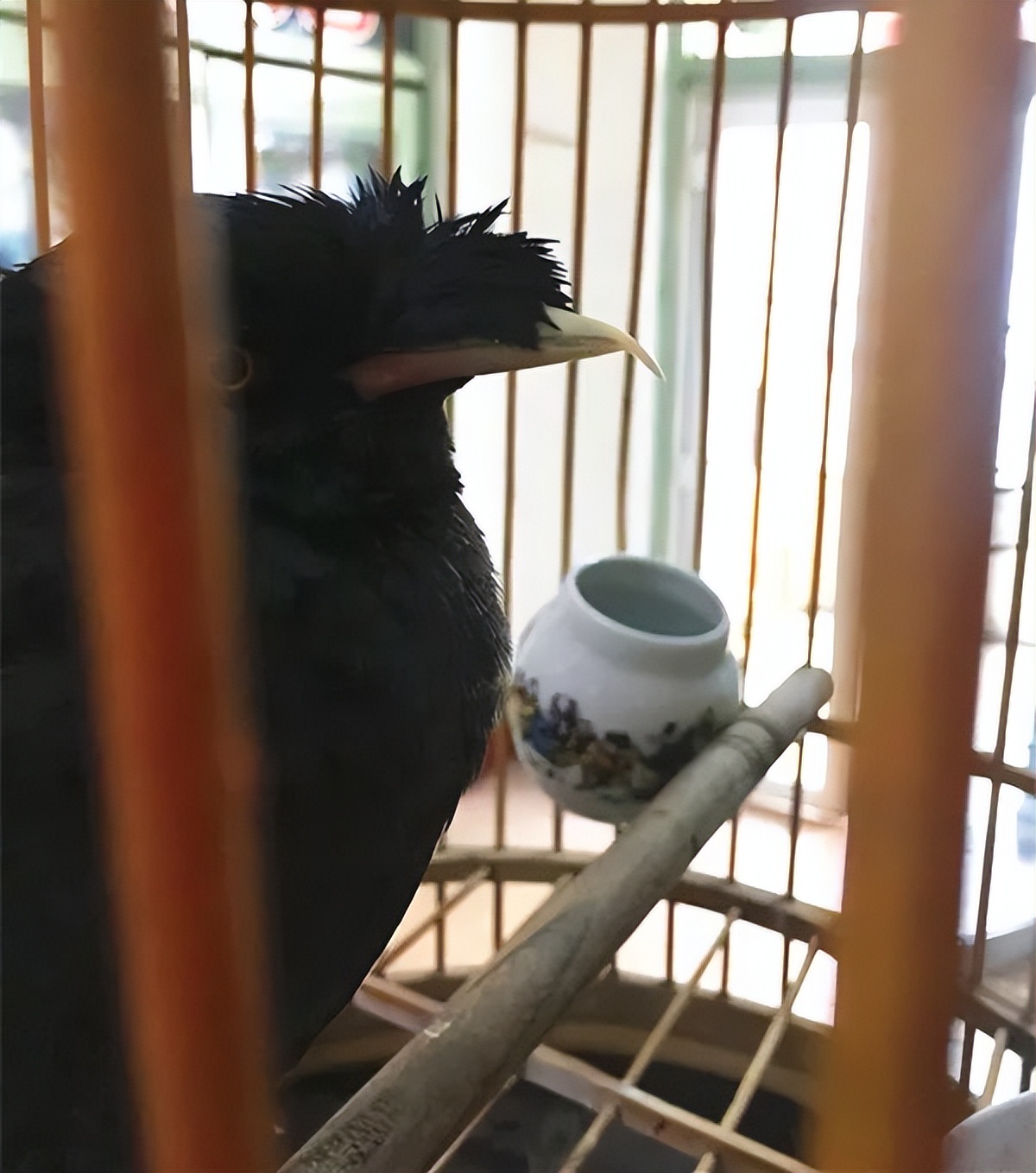 栖杠就是鸟儿的床，必须准备两根栖杠及时更换清洗消毒。