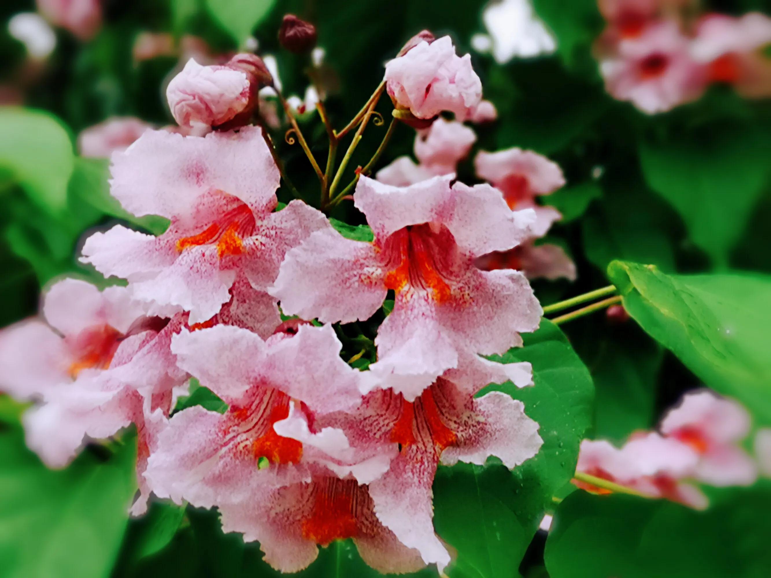 楸树林图片,楸树是古老的活化石树种