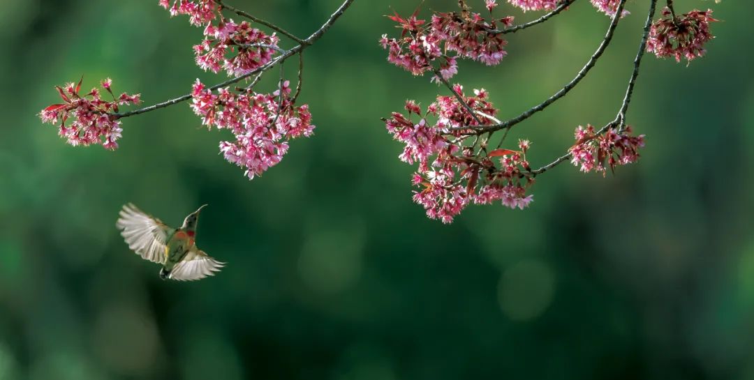 昆明七彩云南怎么样,七彩云南避暑家园