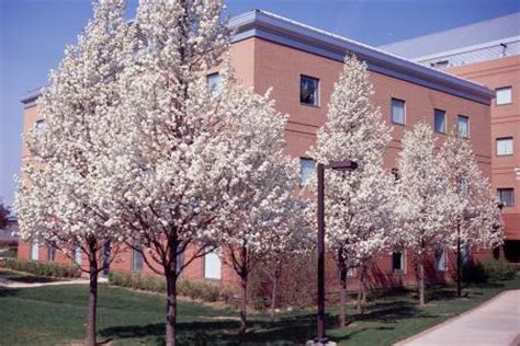 63个从国外引进的树，2个价格跌了95%！还有3个只能砍了当柴卖