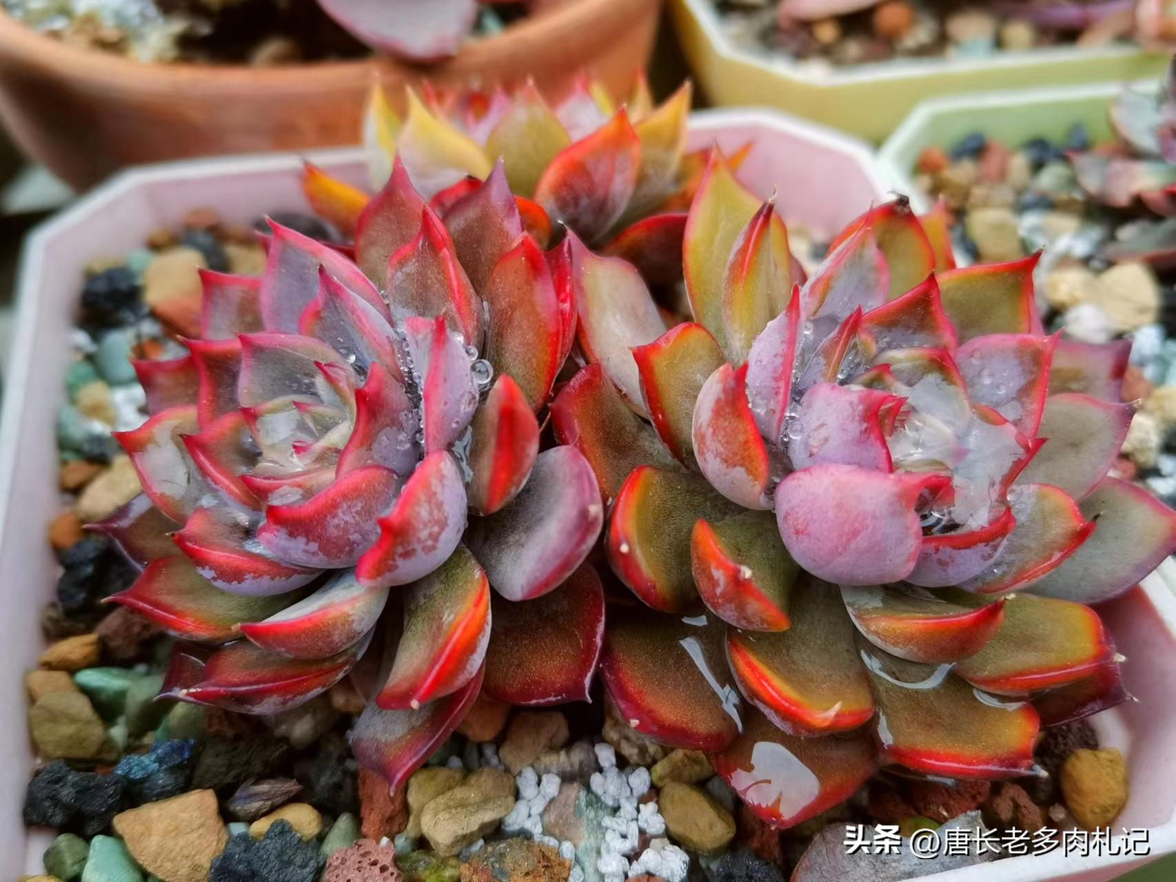 叶插的多肉长得和母本一样吗,叶插多肉要多大才干掉母叶