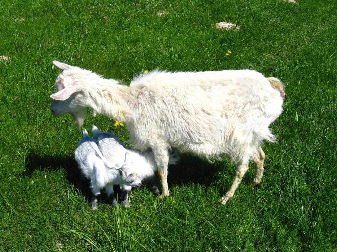 母羊不下奶喂什么最好,母羊产后没有奶用什么方法下奶快