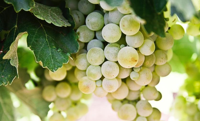 起泡甜白葡萄酒和白葡萄酒的区别,起泡葡萄酒和白葡萄酒哪个好喝