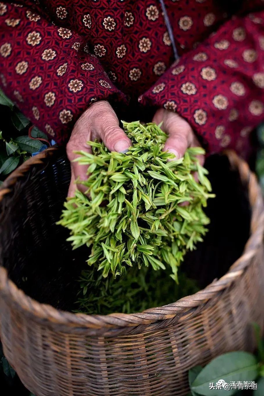 中国茶叶第一产茶大省,陕西中国茶叶第一大省