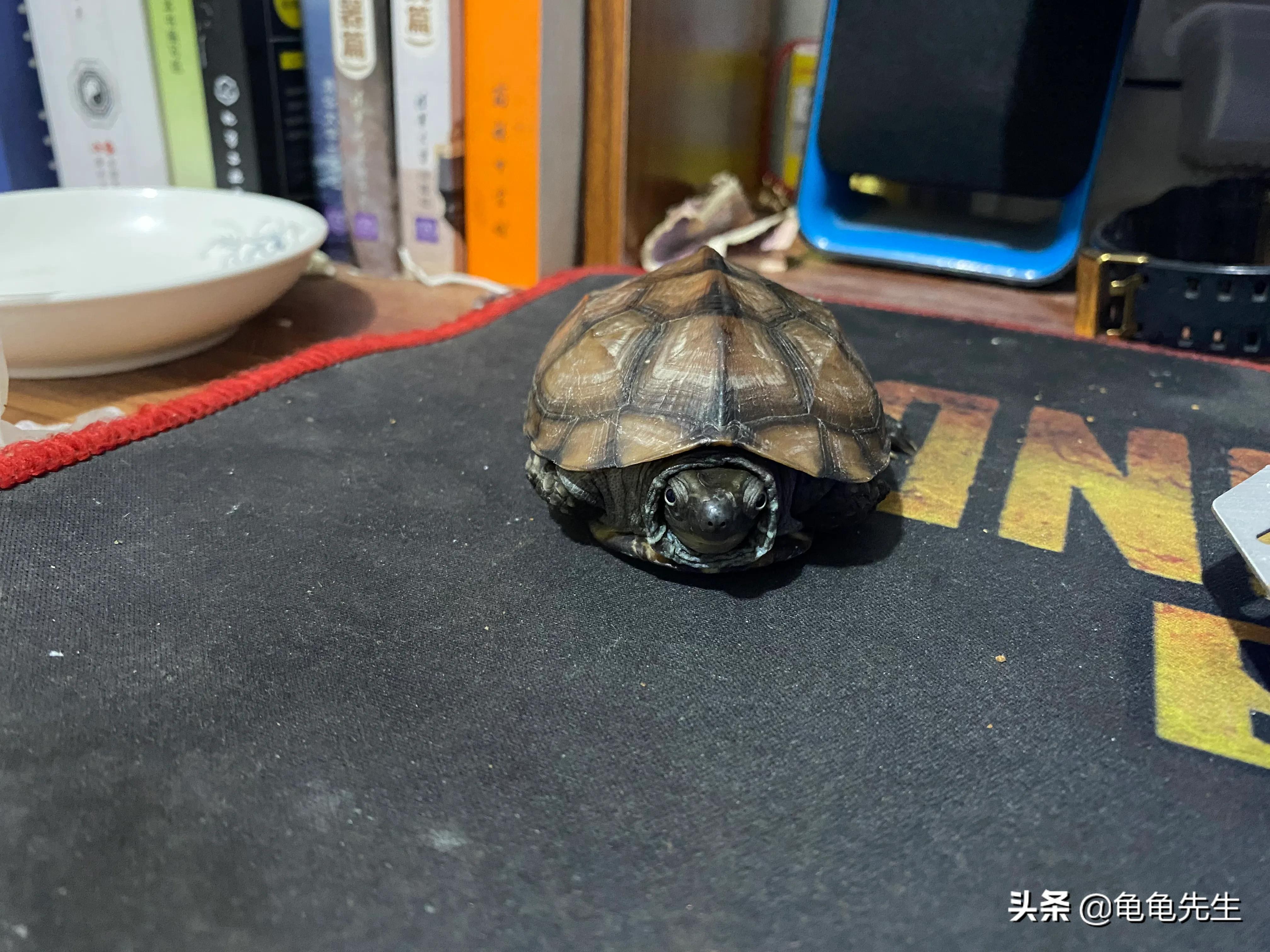 如何让龟龟变得更亲近你,怎么和龟龟互动