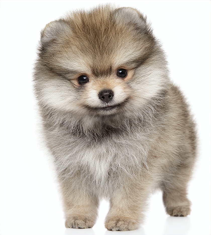 狗狗拉黑色的稀屎的原因，狗狗拉稀怎么办？