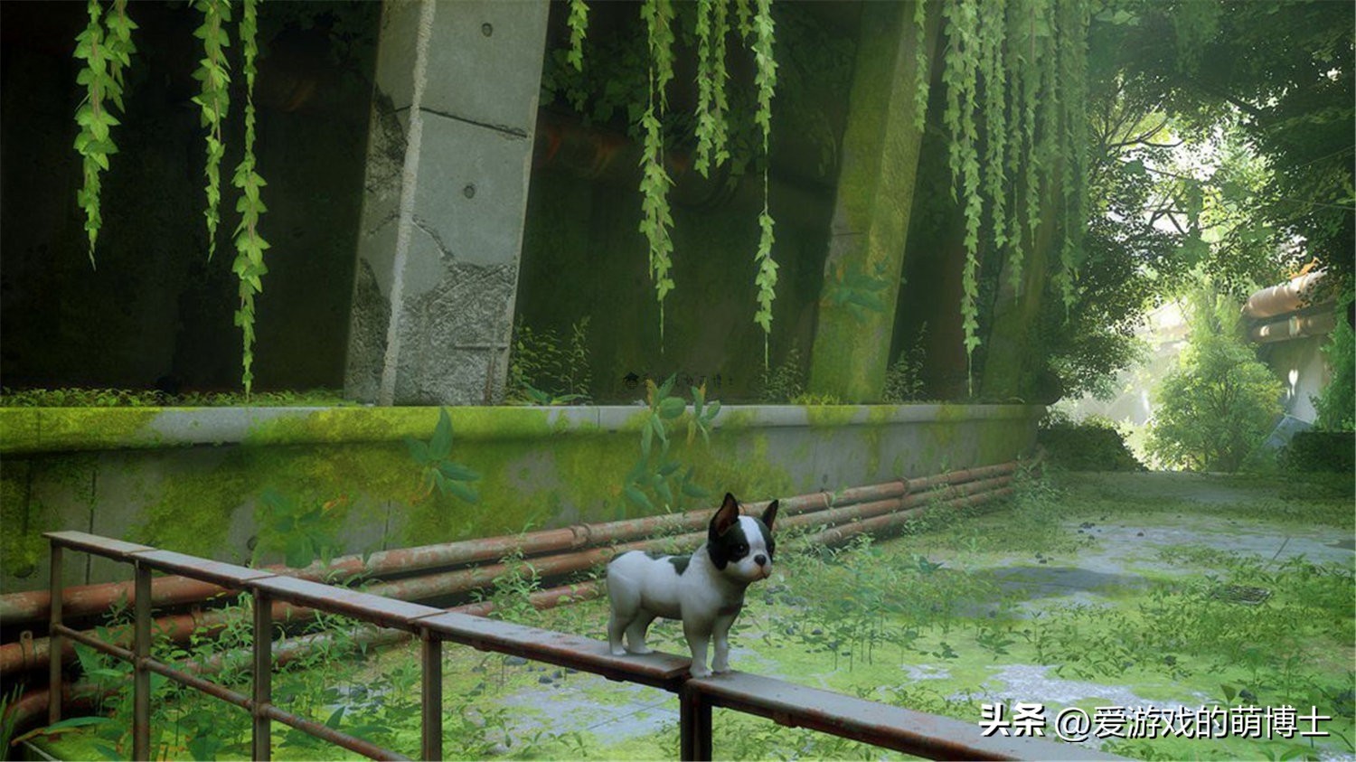 stray年度游戏,stray游戏发布