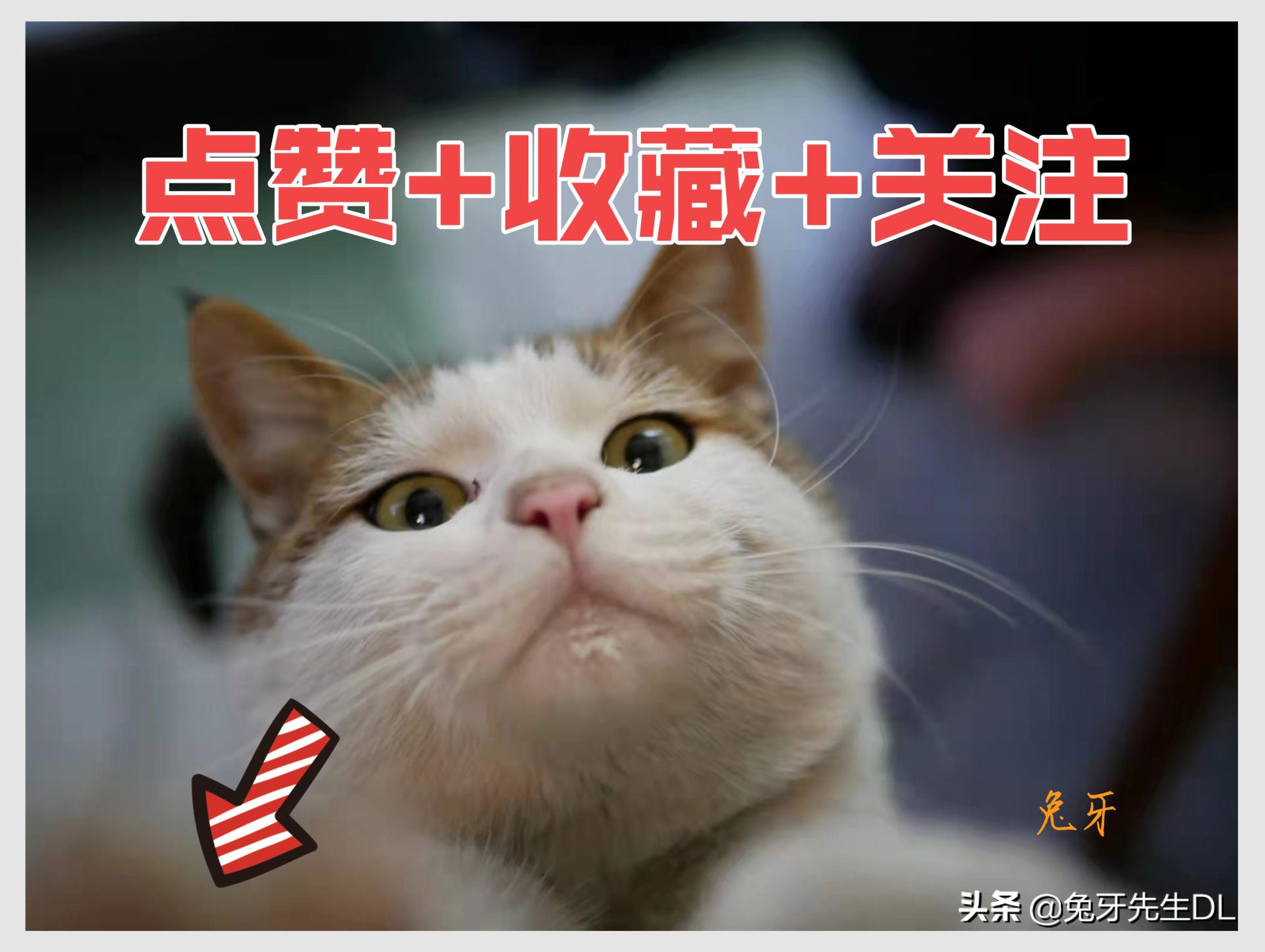 听说包治百病攻略,听说包包能治百病