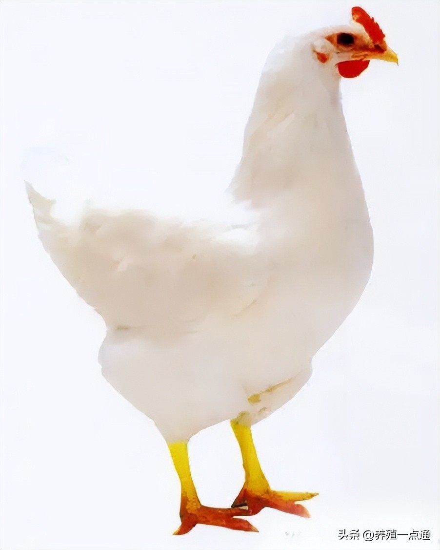 蛋鸡饲料价格上涨,蛋鸡饲料涨鸡蛋会涨吗